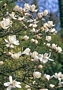 Магнолия, бяла (Magnolia loebneri Merrill)