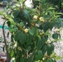 Магнолия  Фиго вечнозелена (Magnolia figo)