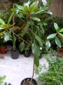 Магнолия, бяла, голяма (Magnolia grandiflora)