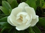 Магнолия, бяла, голяма (Magnolia grandiflora)