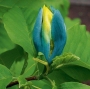 Магнолия (Magnolia Blue Opal)