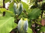 Магнолия (Magnolia Blue Opal)