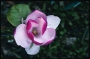 Магнолия (Magnolia Lennei)