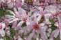 Магнолия (Magnolia Leonard Messel)