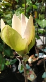 Магнолия (Magnolia Sunsation)