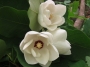Магнолия, семена (Magnolia sieboldii)
