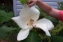 Магнолия, семена (Magnolia sieboldii)