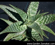 Алое сапонария (Aloe saponaria)