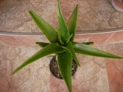 Алое (Aloe delaeti)