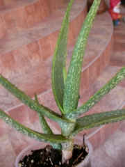 Алое вера (Aloe vera)