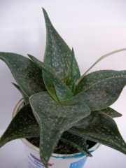 Алое (Aloe)