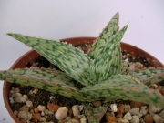 Алое (Aloe)