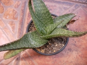 Алое (Aloe)