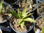 Алое (Aloe)