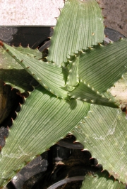 Алое (Aloe)
