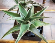 Алое (Aloe)