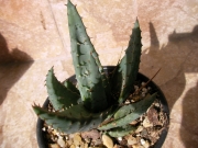 Алое (Aloe)