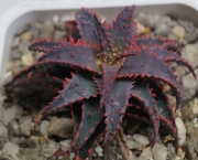 Алое (Aloe Christmas Sleigh)
