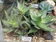 Алое (Aloe deltoideodonta var. candicans)