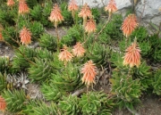 Алое (Aloe mitriformis)