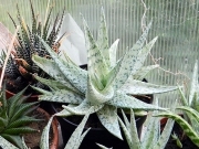 Алое (Aloe rauhii cv. Snow Flake, snowflake)