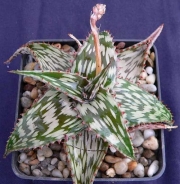 Алое (Aloe somaliensis)