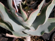 Алое (Aloe striata)