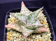 Алое (Aloe Sugar White)