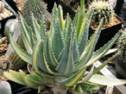 Алое бревифолия (Aloe brevifolia albivariegata)