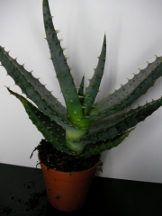 Алое ферокс малко (Aloe ferox)