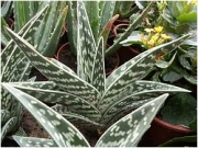 Алое голямо (Aloe variegata)