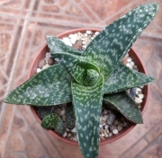 Гастералое (GASTERALOE)
