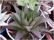 Гастералое (Gasteraloe)