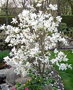 Магнолия, бяла (Magnolia loebneri Merrill)