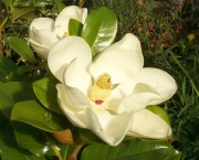 Магнолия, бяла, голяма (Magnolia grandiflora)