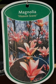 Магнолия (Magnolia Heaven Scent)
