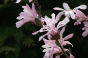 Магнолия (Magnolia Leonard Messel)
