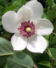 Магнолия, семена (Magnolia sieboldii)