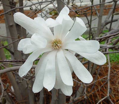 Магнолия стелата (Magnolia stellata)