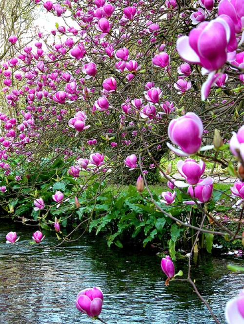 Магнолия лилава (Magnolia Soulangeana)