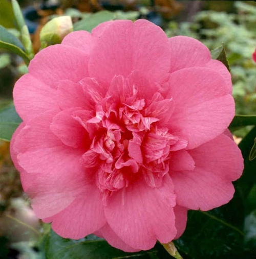 Камелия (Camellia japonica Elegant Beauty) Камелия (Camellia japonica Elegant Beauty)