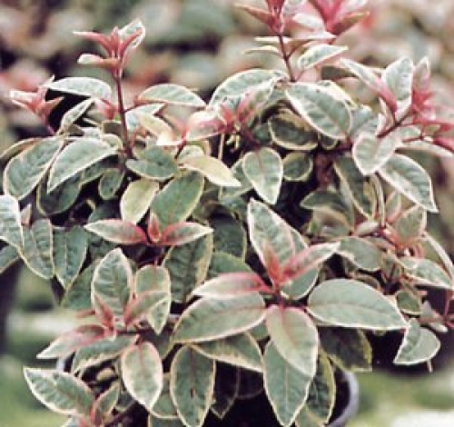 Фукция, обичка, градинска (Fuchsia sunray) Фукция, обичка, градинска (Fuchsia sunray)