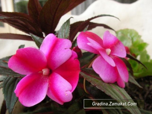 Циганче (Impatiens) Циганче (Impatiens)