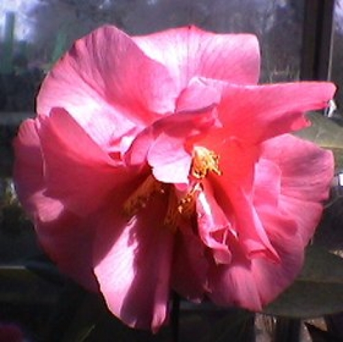 Камелия (Camellia leonard messel) Камелия (Camellia leonard messel)