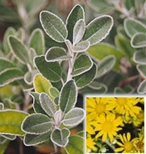 Брахиглотис (Brachyglottis Sunshine Senecio)