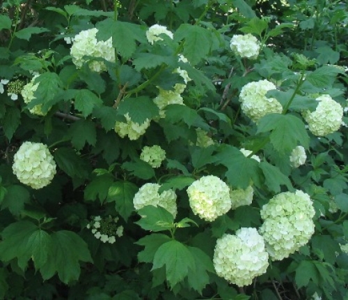 Вибурнум, картоп (Viburnum Opulus)