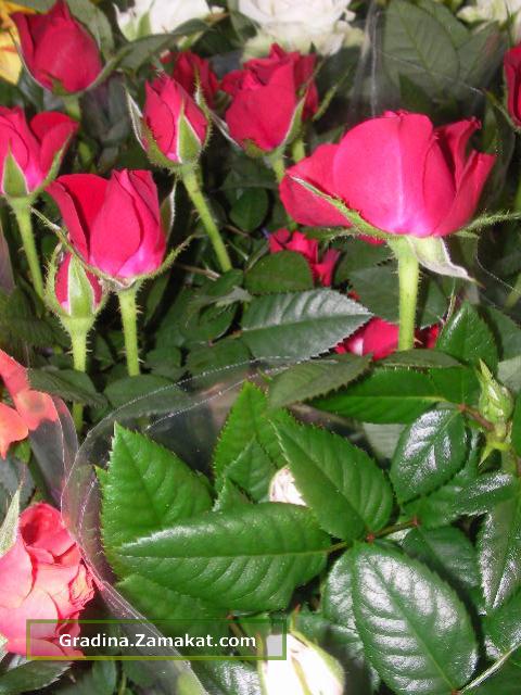 Мини рози червен цвят (Mini roses)