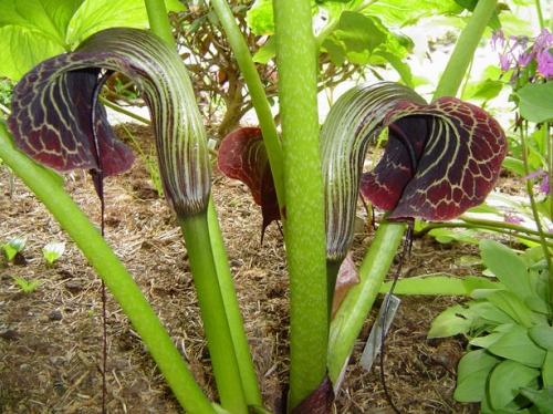 Аризема (Arisaema utile) Аризема (Arisaema utile)