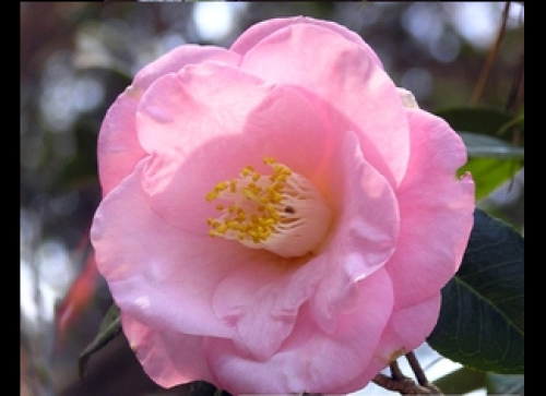 Камелия (Camellia japonica desire) Камелия (Camellia japonica desire)