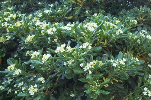 Питоспорум (Pittosporum tobira)